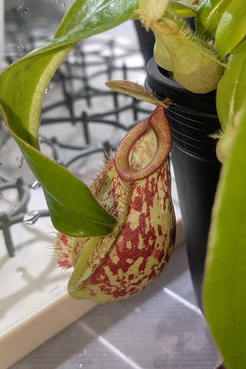 暮酔 てまり🌿 tweet media