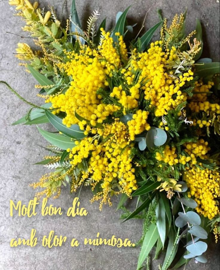 Àngels lrismicahnina tweet media