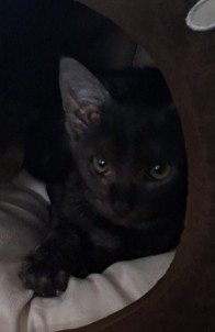 MissingTarn81's tweet image. 05.04.26 Perdu chaton noir, un peu de gris, à Burlats (Ave des Grandes Armées). Tél : 06 62 24 47 74 ou contact facebook.com/cedric.picolia… #Tarn #chat