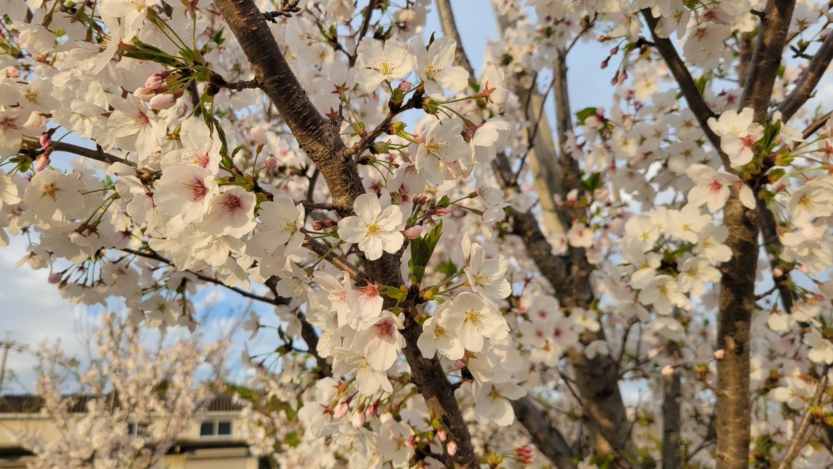 ぱいん tweet media