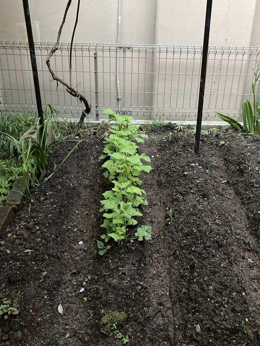 酒陶 柳野 tweet media