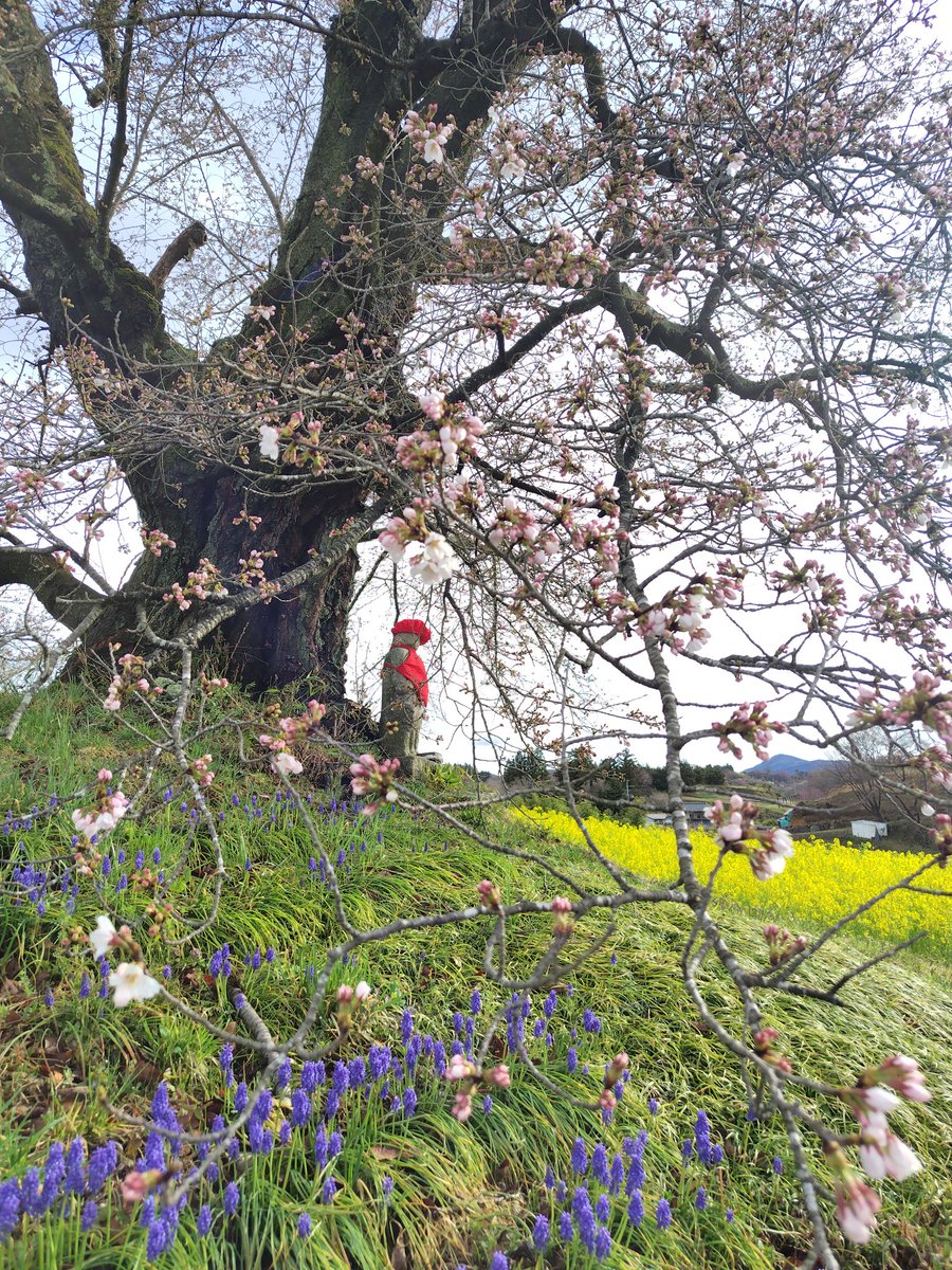 ookamite111's tweet photo. 日向の人待地蔵桜開花
#ふくいま#桜#ソメイヨシノ#小浜#春一番 https://t.co/eC5qTYCYMD