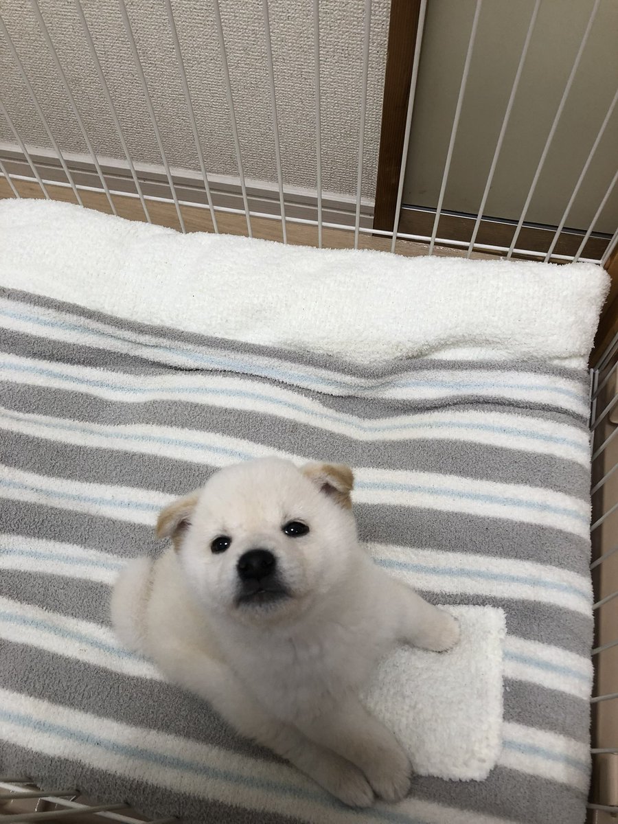 白柴もち吉 tweet media