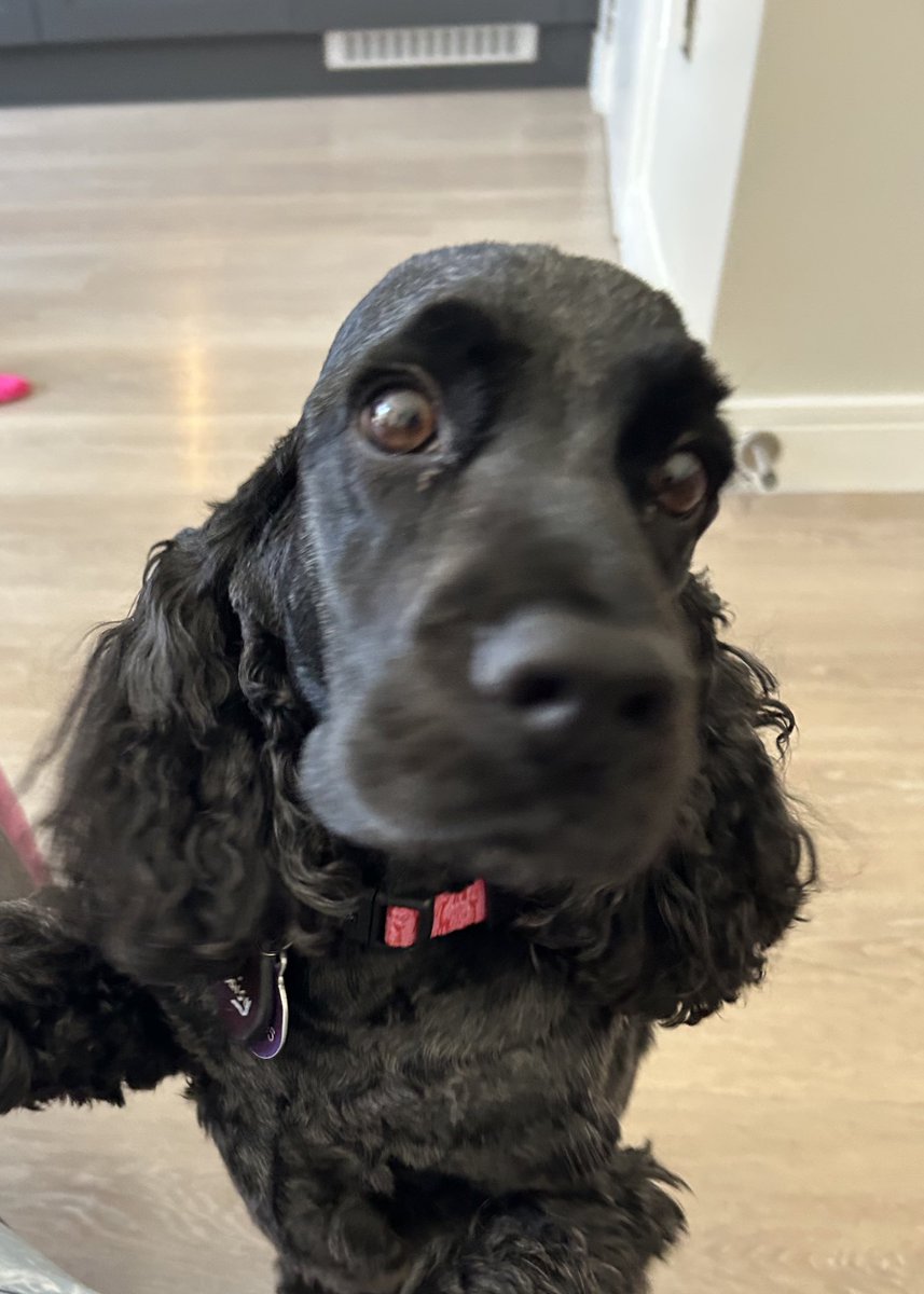 Daisy 🇮🇪 🐕‍🦺 & Alfie 🌈 🐕🥰 tweet media