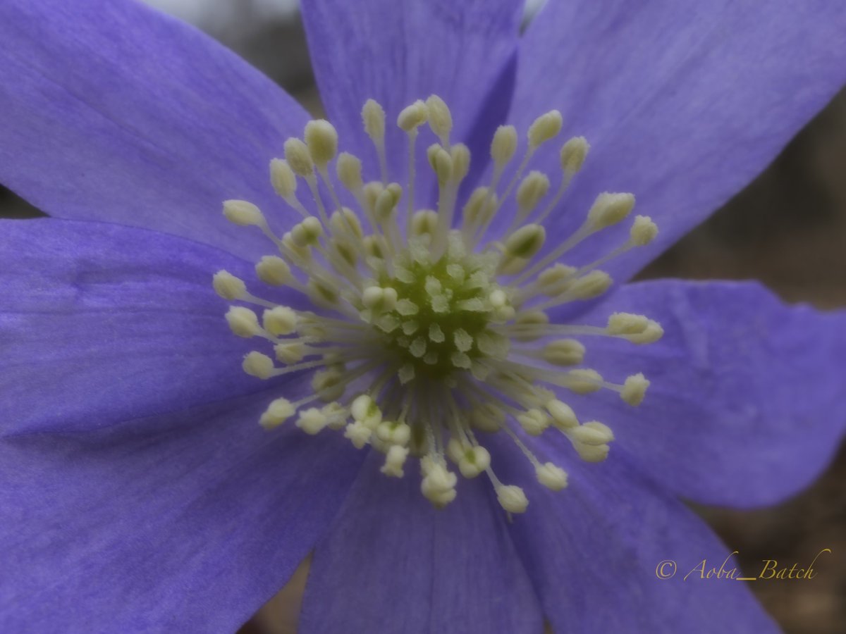 ばっち tweet media