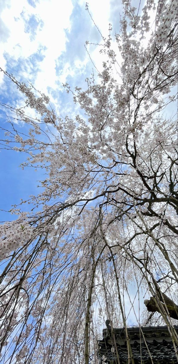 ミューキー tweet media