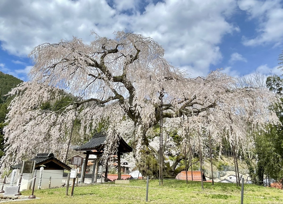 ミューキー tweet media