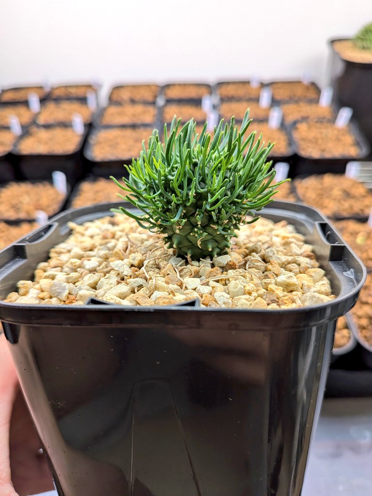 Le Norte tweet media