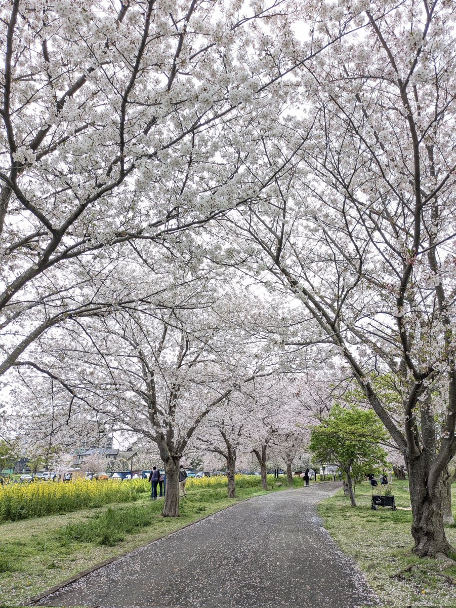 ちえメロディ tweet media