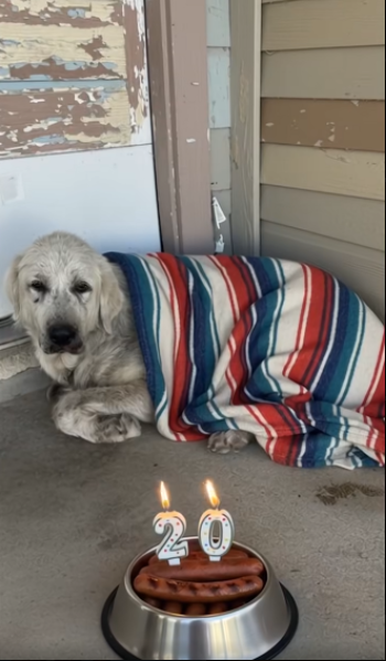 Best in Dogs tweet media