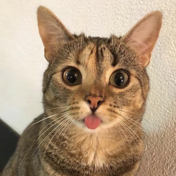 professional cat-ifyer of the HR cast tweet media