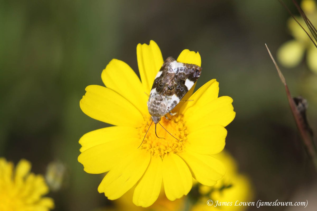 James Lowen tweet media