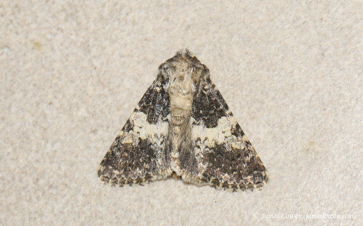 James Lowen tweet media