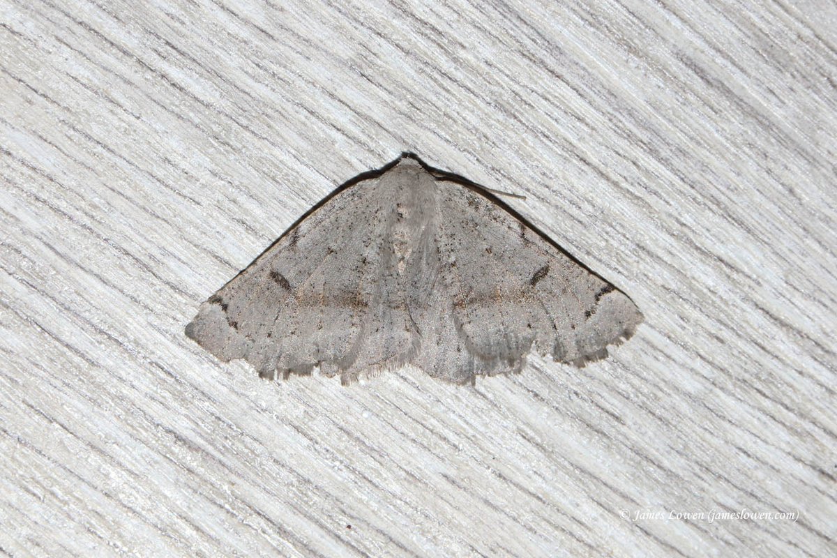 James Lowen tweet media