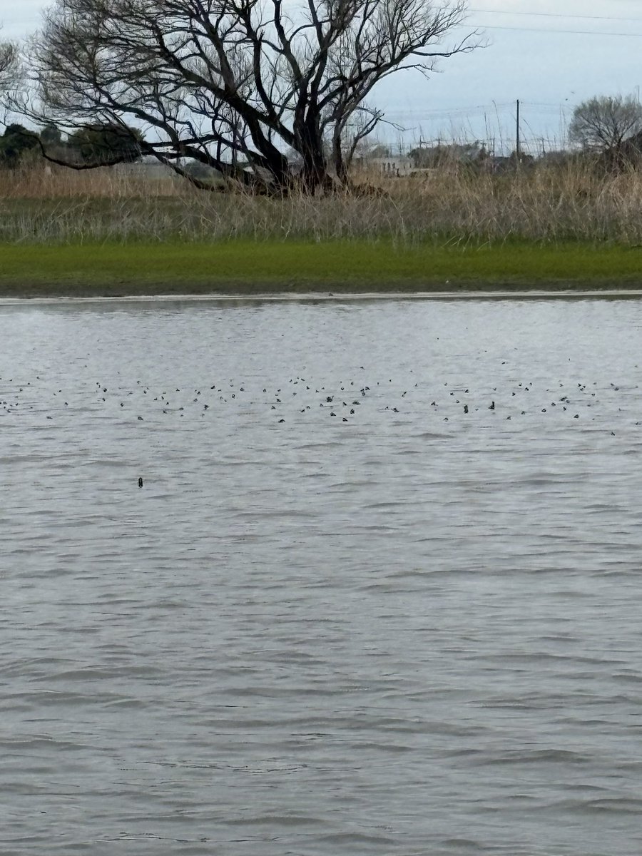 🩷さとちゃんぺ🩷 tweet media