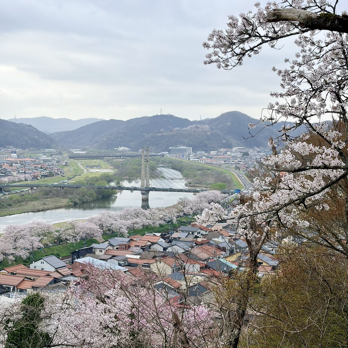 🦑しまねのカマちゃんねる🧖‍♂️ tweet media