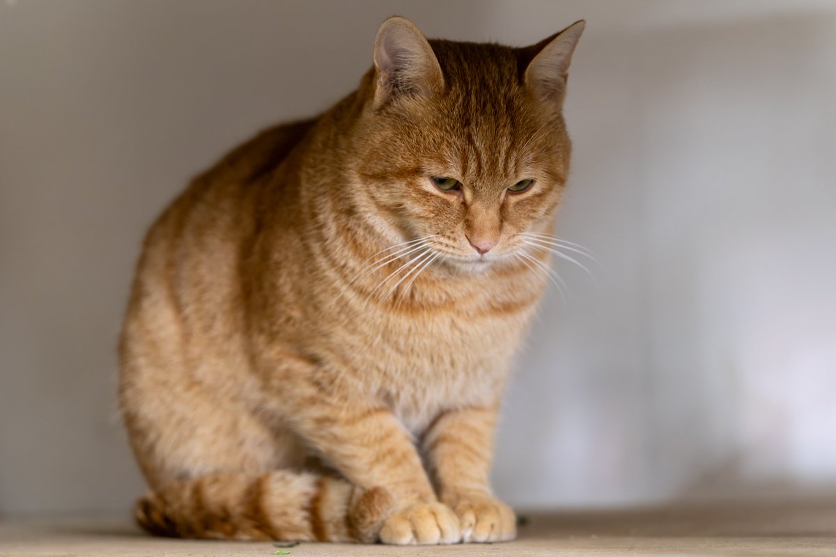 国華山 高龍寺 tweet media