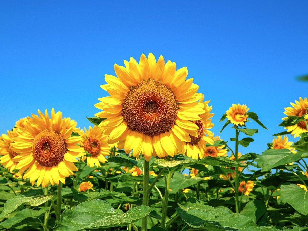 🌻MUISO夜鷹とすずめ隊は諦めない🌻 tweet media