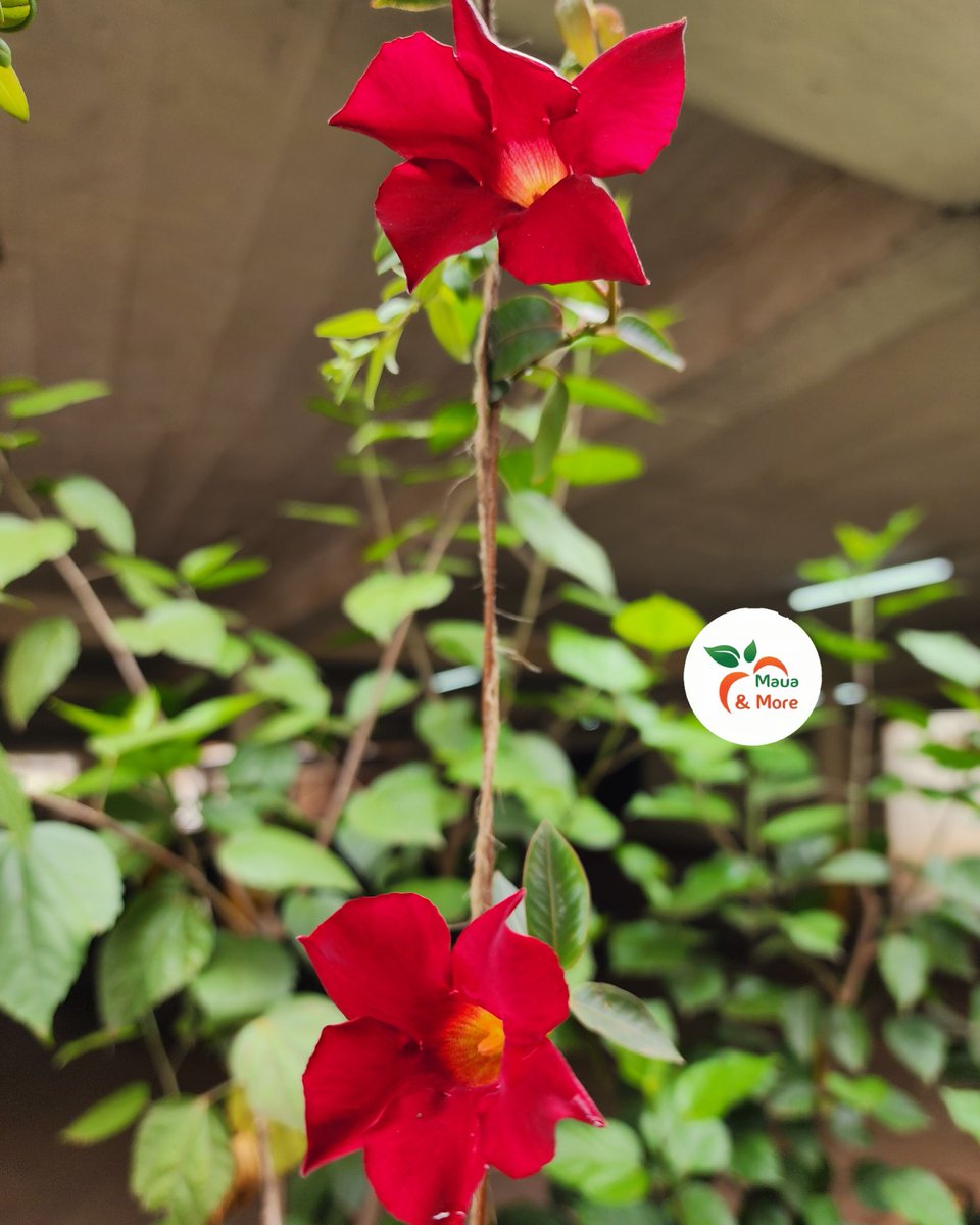 Maua & More tweet media