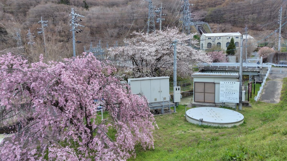 桜を眺めてきました