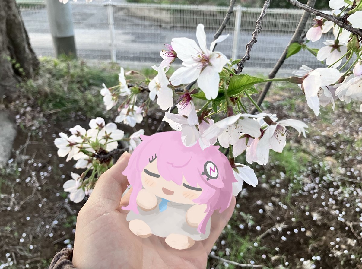 ゆわもあ tweet media