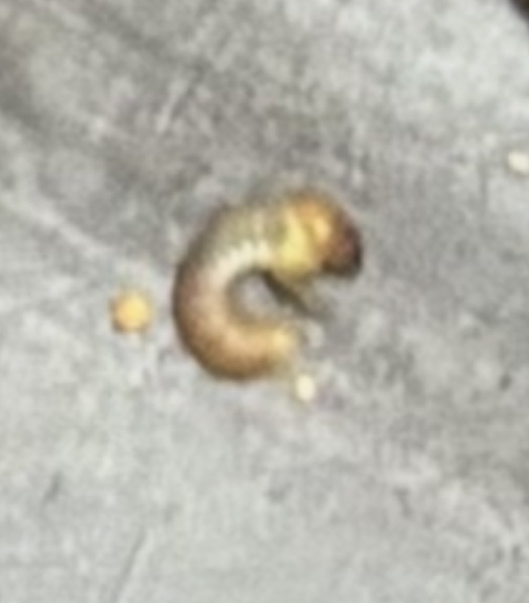 あとらんた@通常運転 tweet media