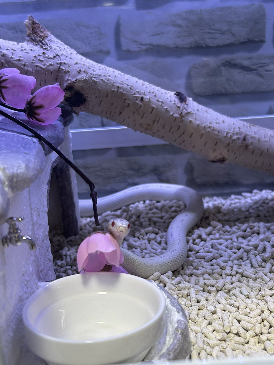 のぢ𓆙ིྀ tweet media