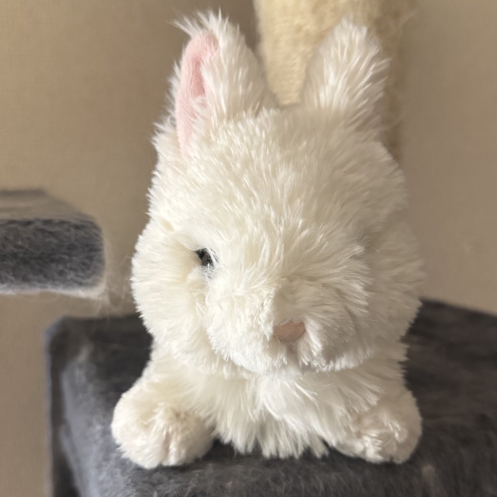 しきちゃん tweet media