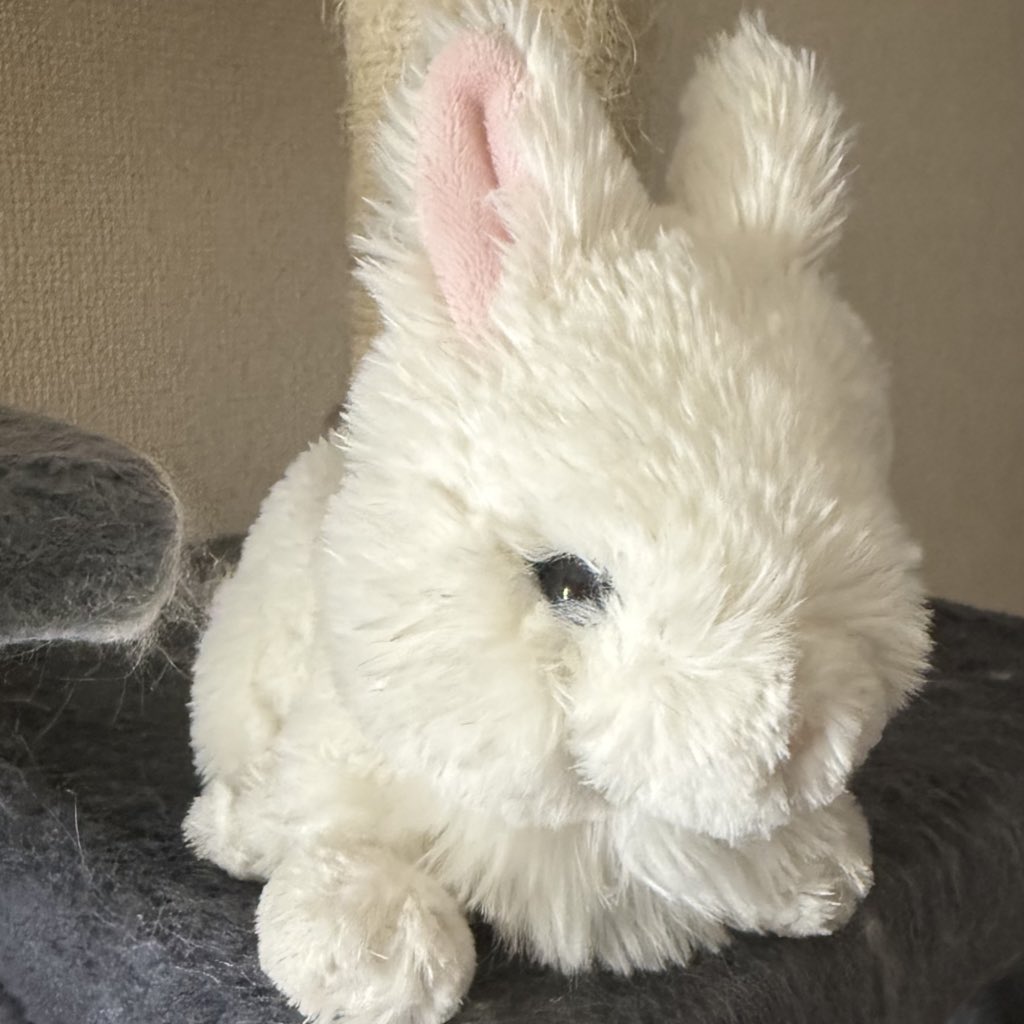 しきちゃん tweet media