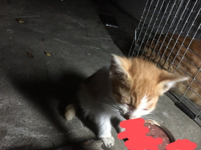 여자들 그거 알아?
요즘 한남들은 길고양이 학대를 위해
'이주방사'용 포획틀이 유행한다고 함

고양이는 영역동물이라는 점을 악이용해서
밥주는 자리에 저 틀을 놓고 잡아다
바다에 버리고 오는 한남들의 인증모아봤음

한국남자들의 주적은 북한이 아님
고양이, 여자, 약자임

댓글반응 타래)