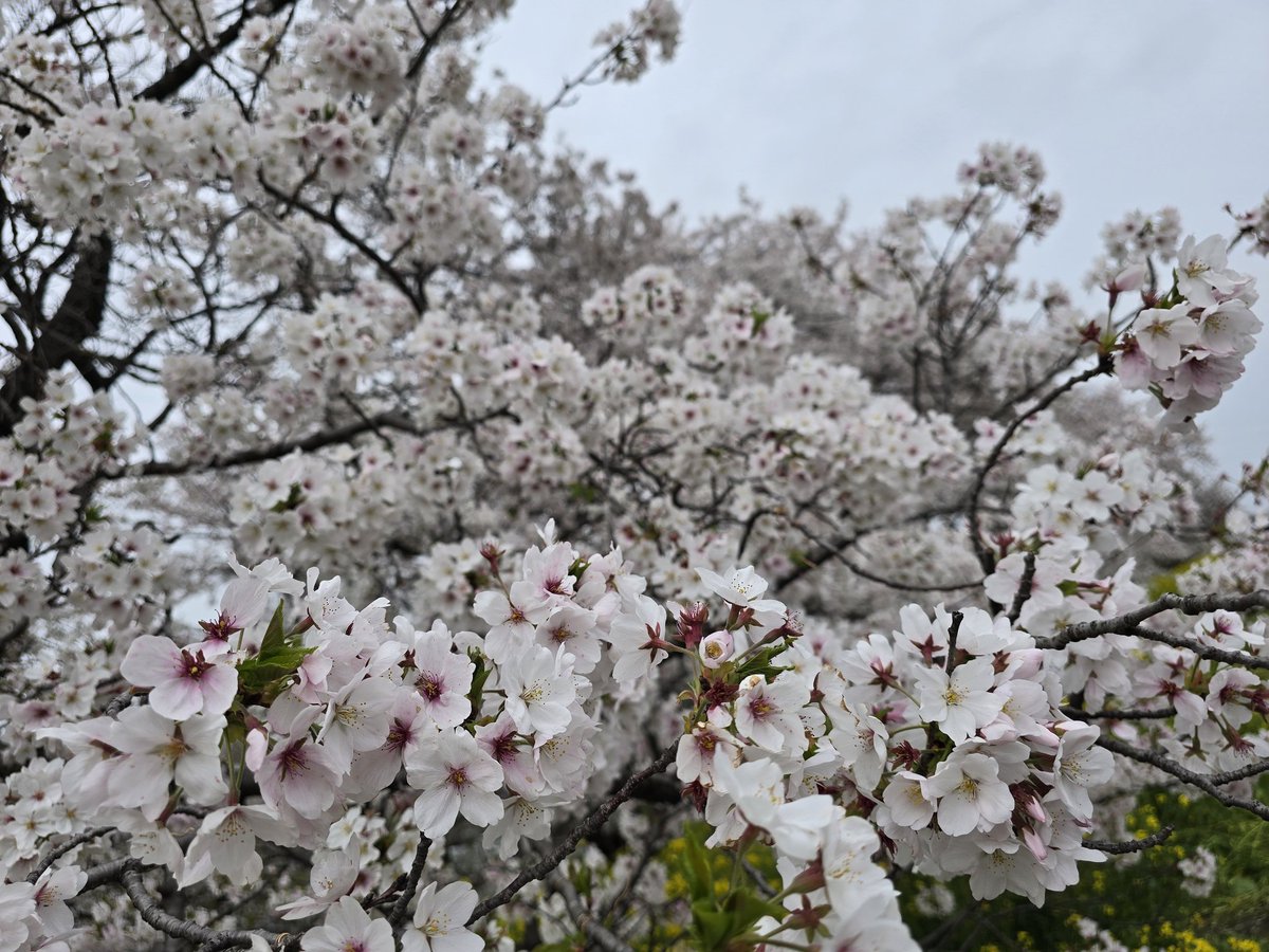 Morelia Lab tweet media