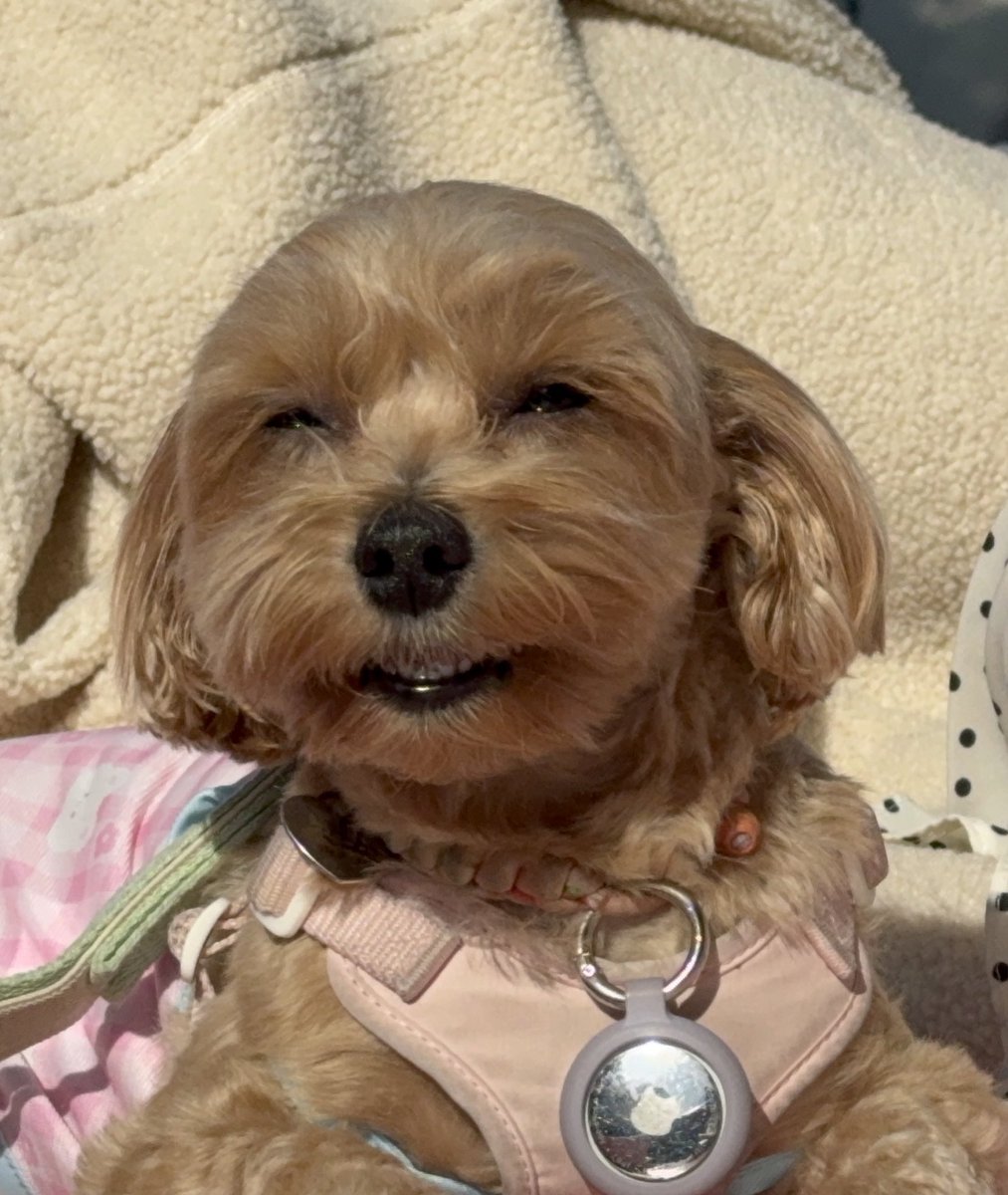 스타견 낫또 tweet media