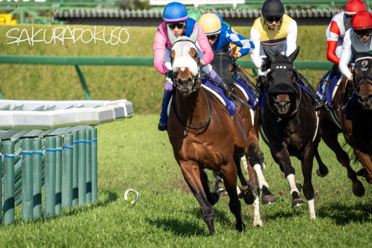 さくら独走 tweet media