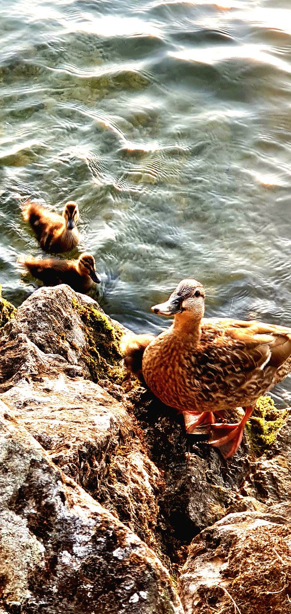 Lechatgriffe tweet media