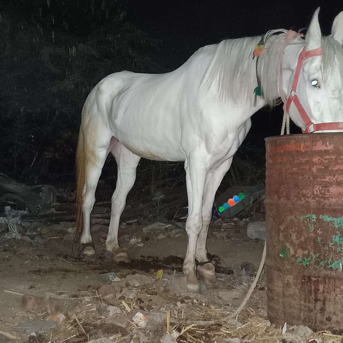 abhiram2803's tweet image. Horse ready for Sree Ramulu Fans show 🐎🥵💥
Inka AApril 8th Racha rache 💥
#RaceGurram4k