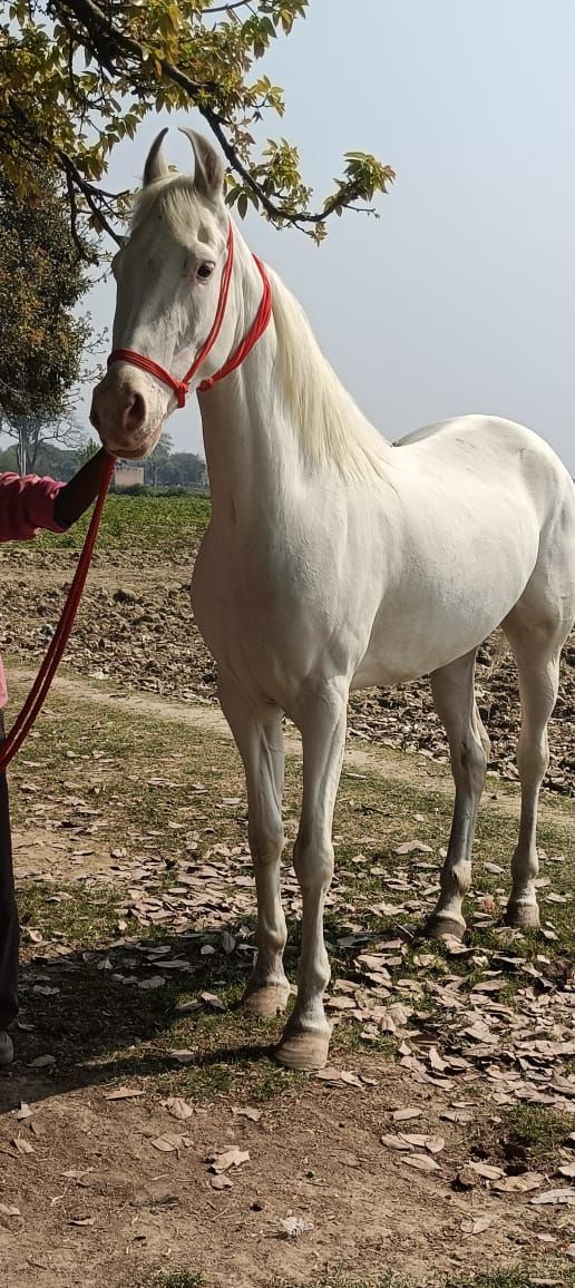abhiram2803's tweet image. Horse ready for Sree Ramulu Fans show 🐎🥵💥
Inka AApril 8th Racha rache 💥
#RaceGurram4k