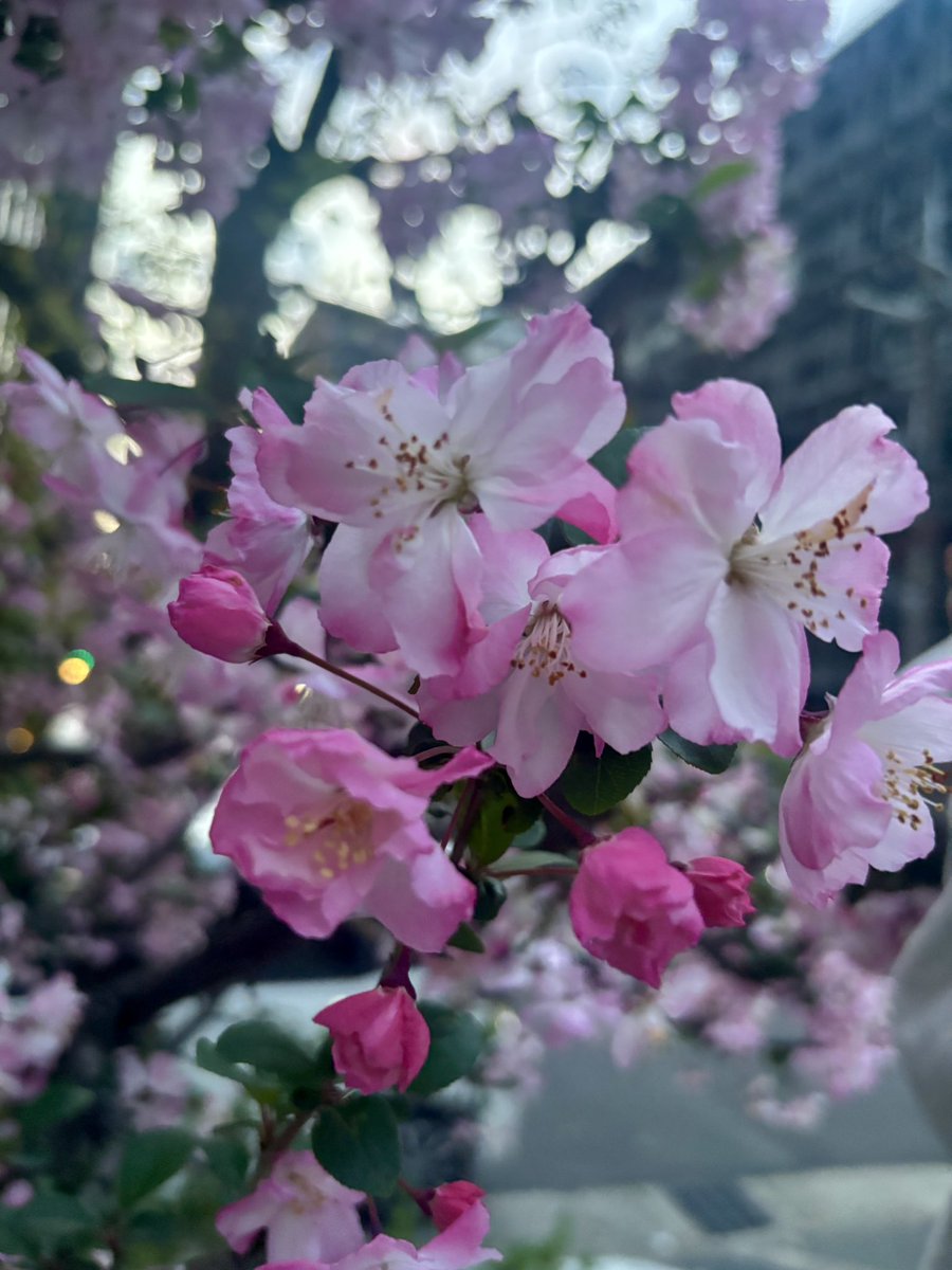 😈4/4アイゲキ✨️RINAPI💜 tweet media