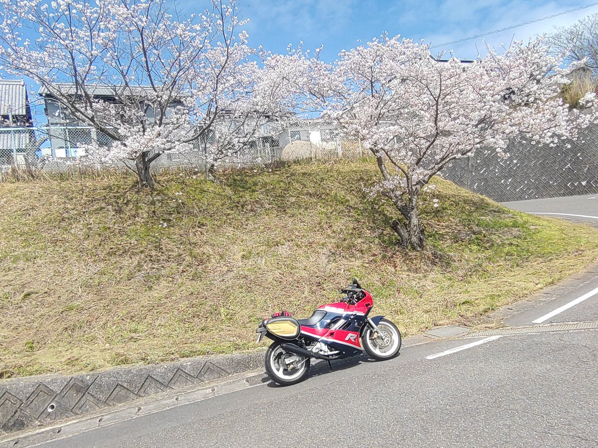 mayakayu777's tweet photo. #スズキ #SUZUKI
#GSXーR250
#SecondOfTheLast
#仮面ライダーブラック実弟
#39年前のバイク
２カ月ぶりに
騎乗しました🫡👍🥰
#満開の桜 
#MaintenanceTuring 
いつもの
#波方環状線 1周コース🥰
帰りがけに、行き付けの
#ハングアウト
(バイクショップ)で
駄弁って帰宅の
贅沢な１日🥰🫡👍 https://t.co/p7SBcnuwmQ