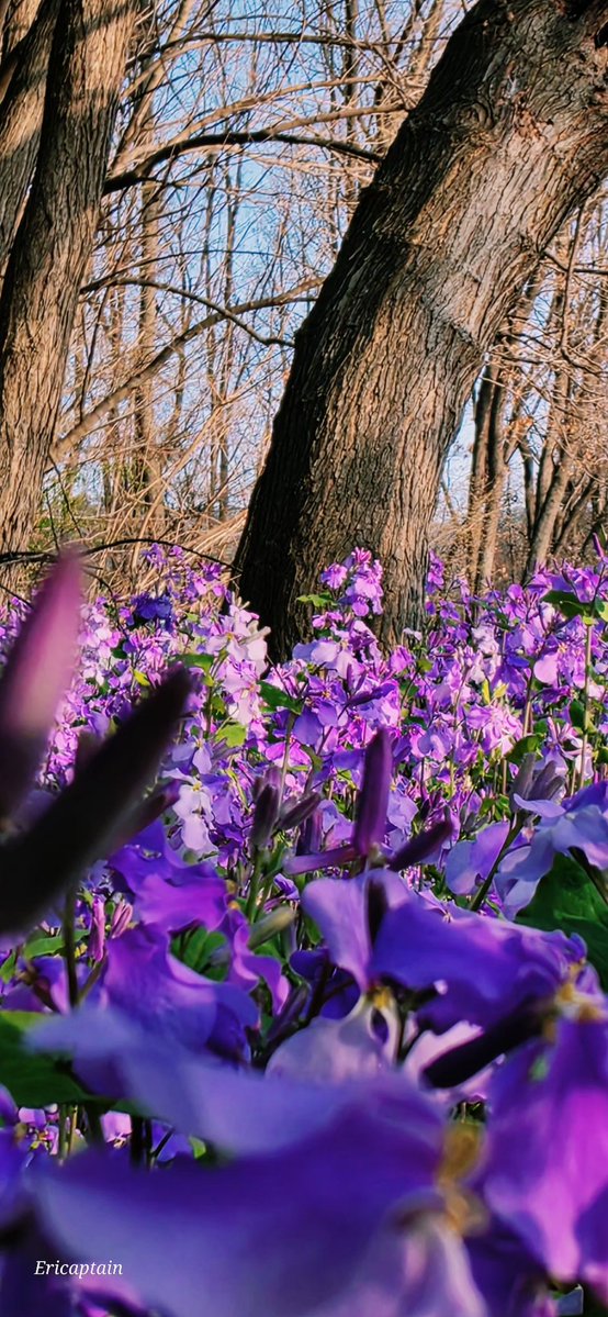 Ericaptain tweet media