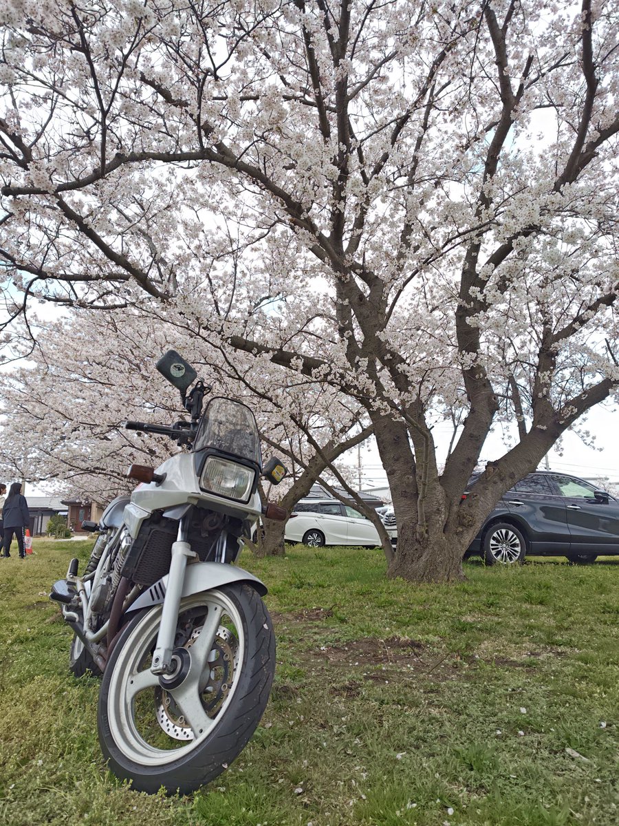tail_man_'s tweet photo. 桜
#山陰　#カタナ250 https://t.co/xAYQ8T8r1c