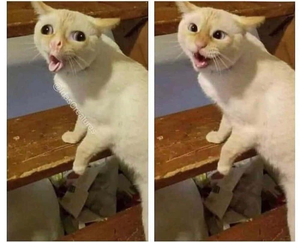 BearTheory tweet media