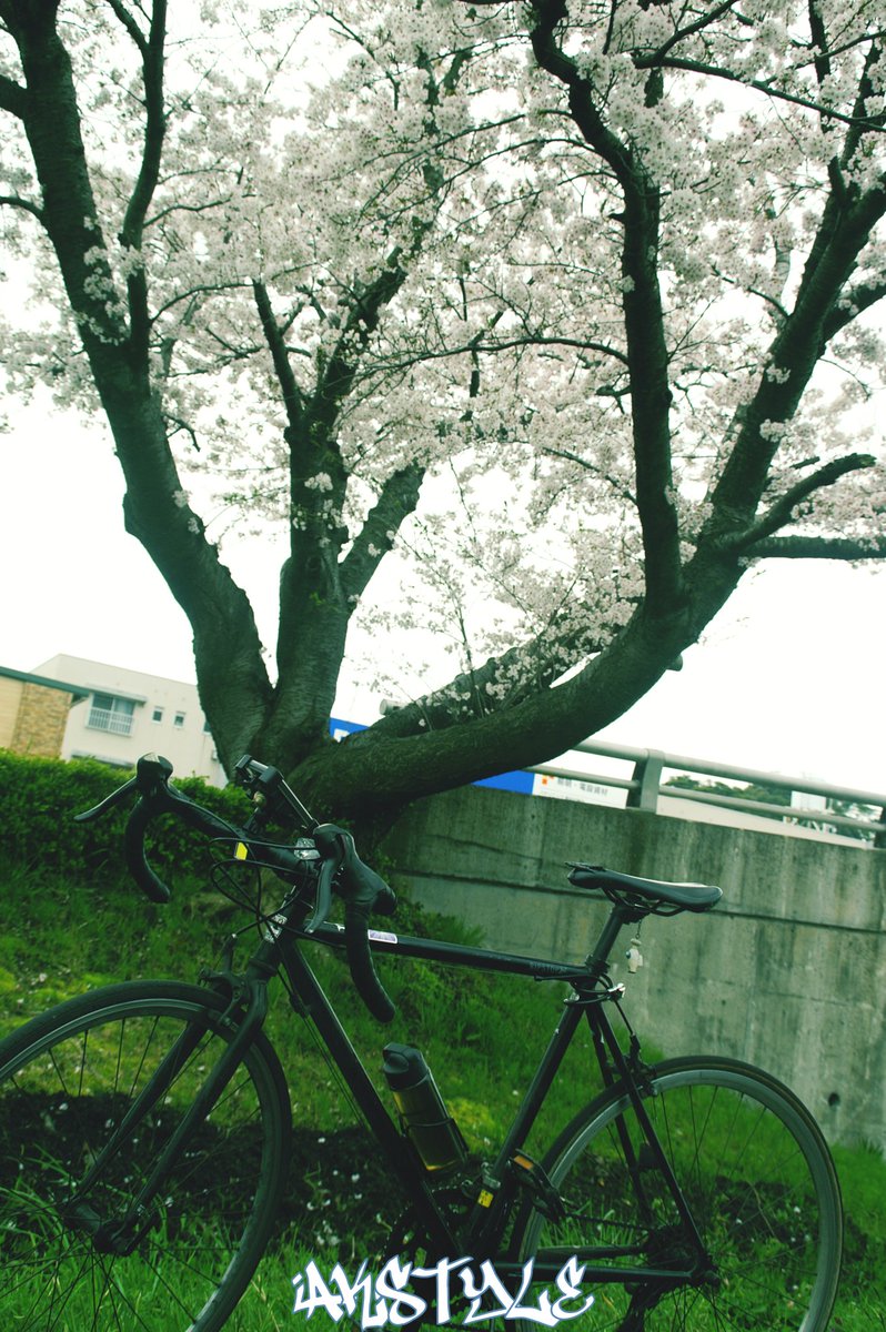 Sombra_fd3s's tweet photo. #AKstyle
桜撮れて良かった https://t.co/y2uJQxguz5