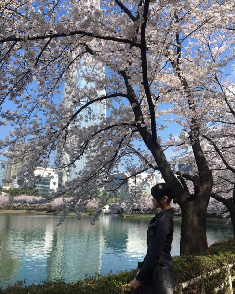 chis0u0's tweet photo. 🌸 https://t.co/wa5F7gECGN
