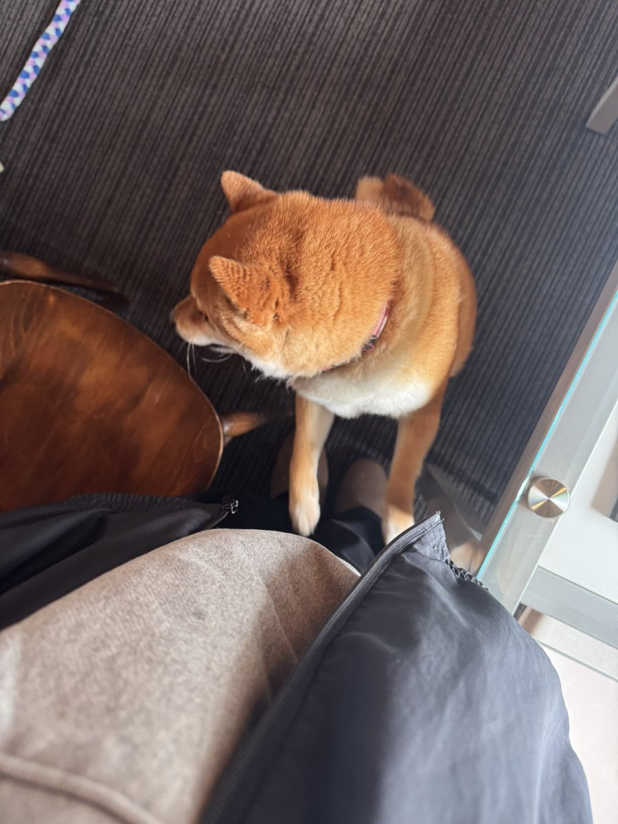 noris / ノーリス tweet media