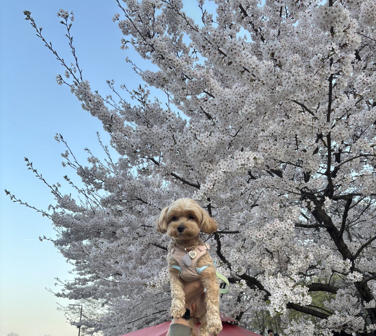 스타견 낫또 tweet media