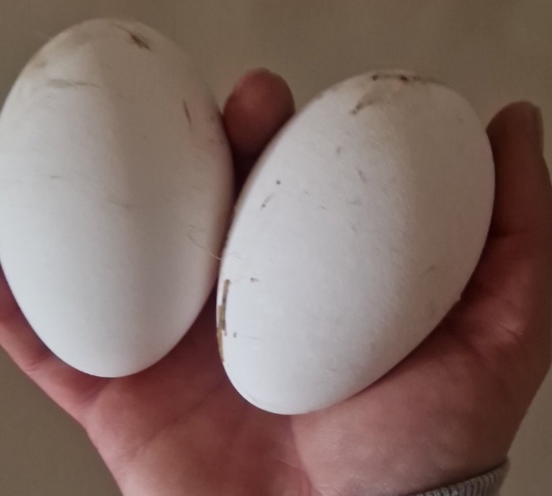 Spussa da Goiym tweet media