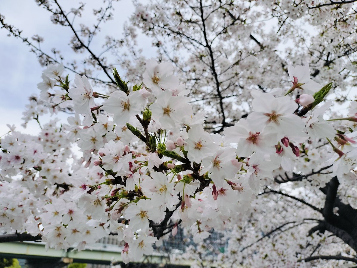 脚床-5kg tweet media