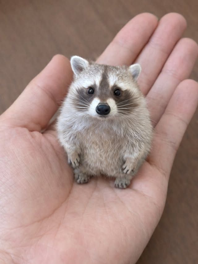 raccoonAuras's tweet photo. tiny raccoon https://t.co/S9YtY8Z7N4