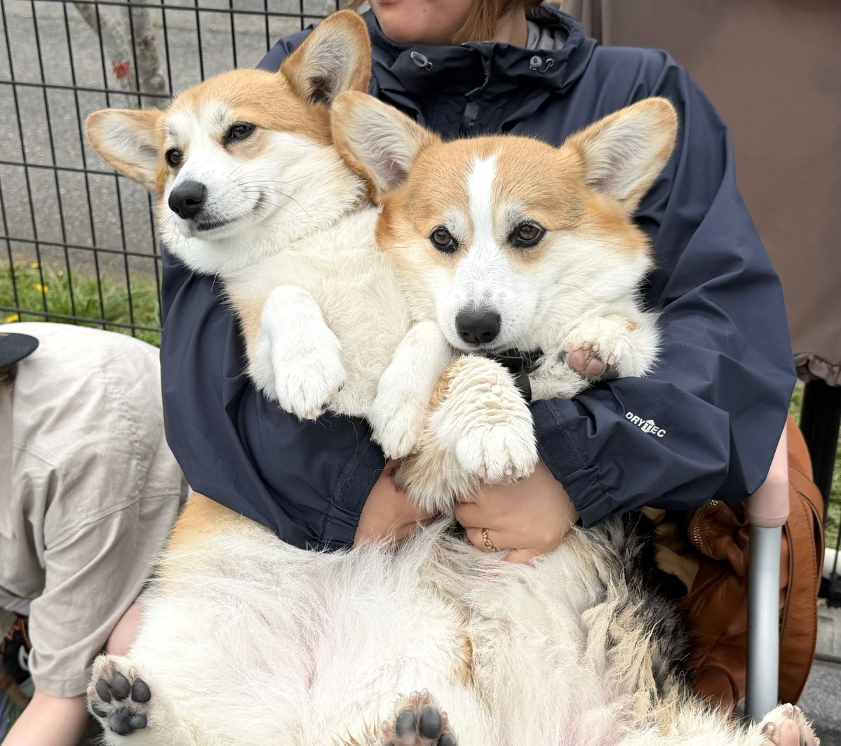 elmoelmodog tweet media