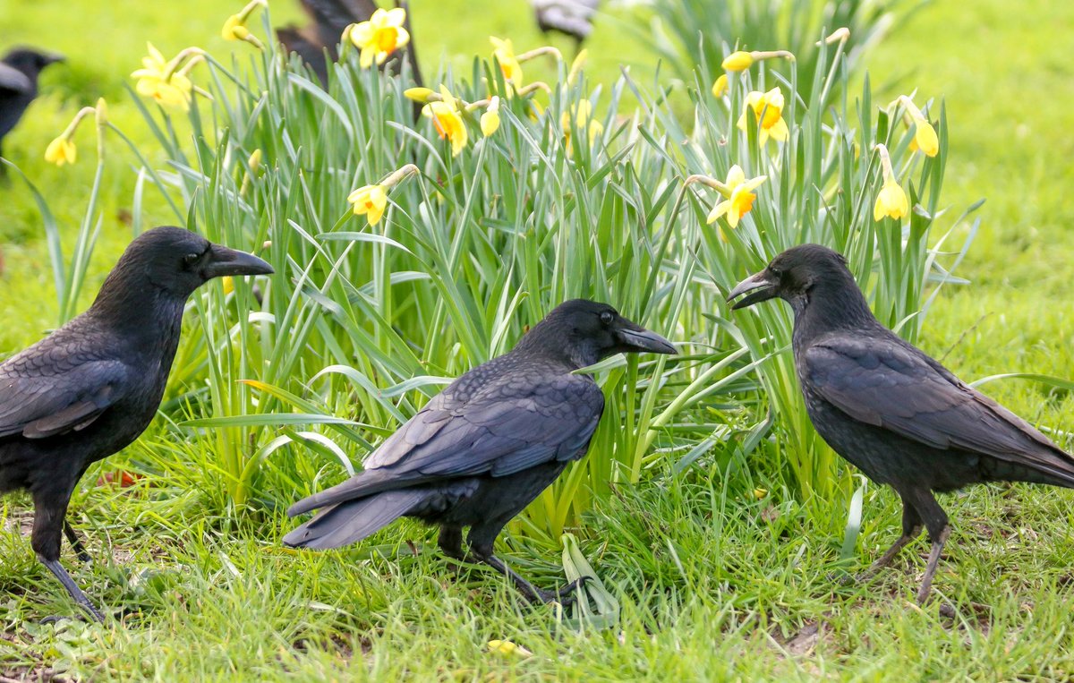 Crow Monthly tweet media